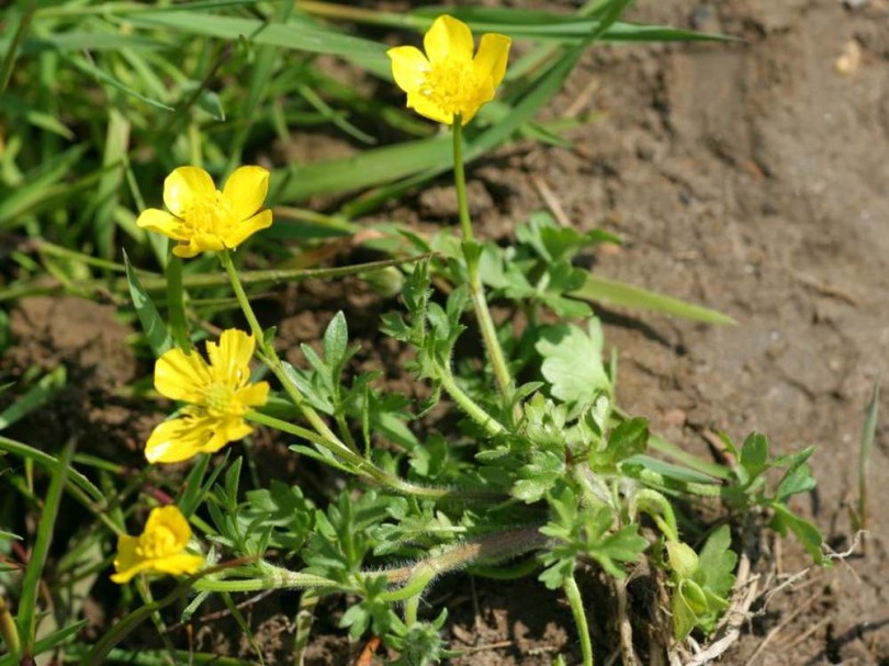 Buborcsboglárka - Buborcs boglárka - Ranunculus sardous, Ranunculus sardous, etnobotanika